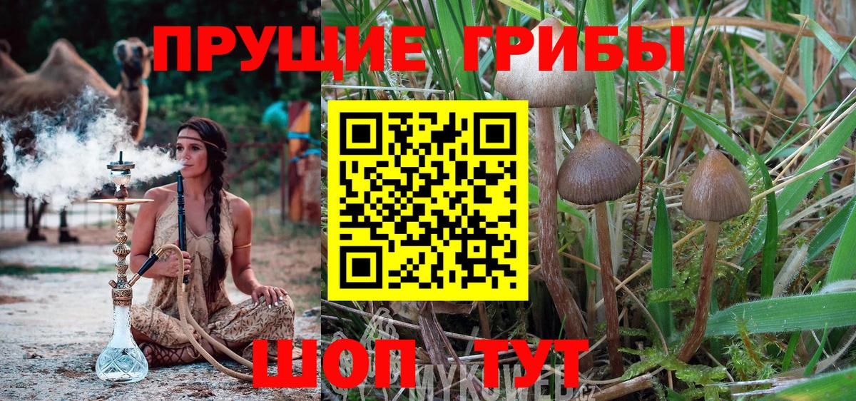 Ярославль  Псилоцибиновые грибы ЛСД  Вход с VPN 